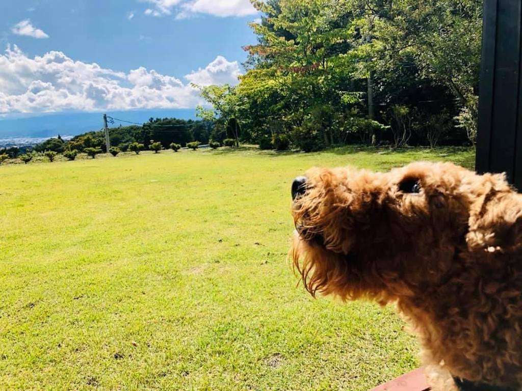 霧下そば 地粉や